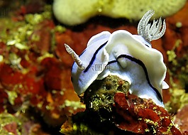 水下,水肺潛水,動物群
