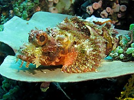 水下,水肺潛水,動物群