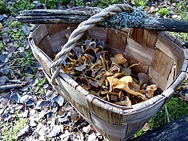 蘑菇,棒,秋