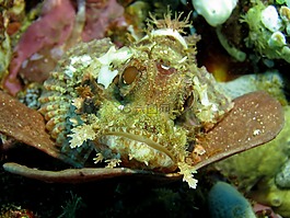 水下,水肺潛水,動物群