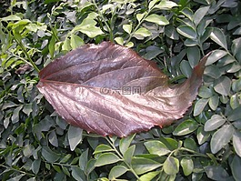 葉,紅色,自然