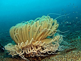 水下,水肺潛水,動物群
