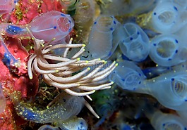 水下,水肺潛水,動物群