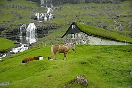法羅群島,級聯(lián),馬
