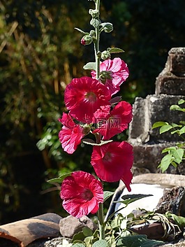 鮮花,植物學(xué),康乃馨