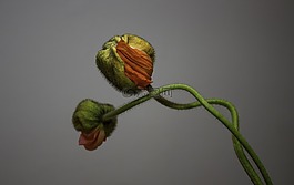 罌粟,鮮花,植物