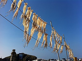 魷魚,風(fēng),釣魚