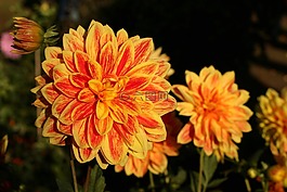 嬌琴紗,大麗花花園,花