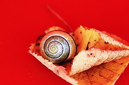 蝸牛,秋季,葉子