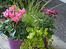 鮮花,植物,插花