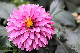 嬌琴紗,大麗花花園,花