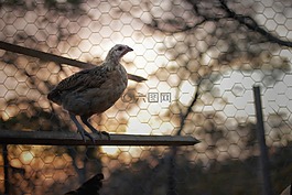 小雞,雞,籠