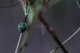 甲蟲，昆蟲,植物,昆蟲