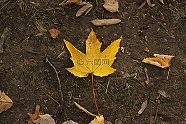 秋,葉子,紅色
