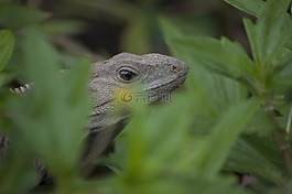 伊瓜納,爬行動物,蜥蜴