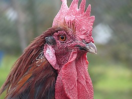 哈恩,動物,頭
