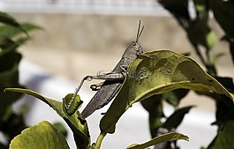 埃及蚱蜢,蝗虫,anacridium