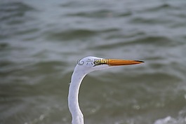 鳥(niǎo),春天,水禽