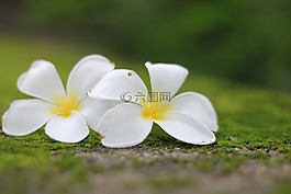 花,雞蛋花,性質(zhì)