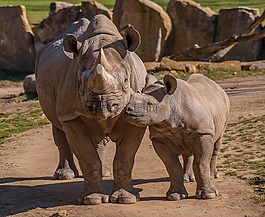 動(dòng)物園,犀牛,動(dòng)物
