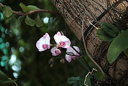 蘭花,樹(shù),花