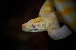 蛇,澳大利亞野生動物,爬行動物
