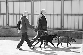 遛狗,街头现场,城市