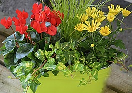 紅色的花朵,黃色,植物