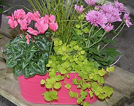 鮮花,插花,裝飾