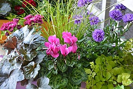 鮮花,插花,提供