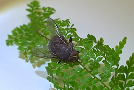 木柵,昆蟲(chóng),特寫(xiě)