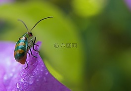 甲殼蟲,瓢蟲，紫色的,花性質(zhì)