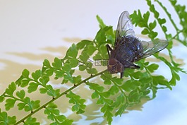 木柵,昆蟲(chóng),特寫(xiě)