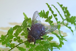 木柵,昆蟲(chóng),特寫(xiě)