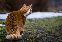 猫,西伯利亚,橙色
