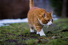 猫,西伯利亚,橙色