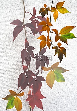 性質(zhì),秋季,心情