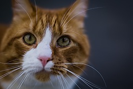 猫,西伯利亚,橙色