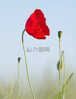 罌粟,紅色,蚱蜢