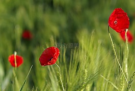 罌粟,紅色,蚱蜢