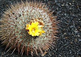 仙人掌,開(kāi)花,仙人掌花