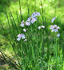 鮮花,紫,花