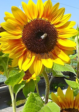 向日葵,蜜蜂,植物區(qū)系