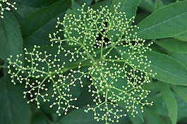 鮮花,綠色,星級