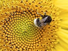 太陽(yáng)花,赫梅爾,虛構(gòu)