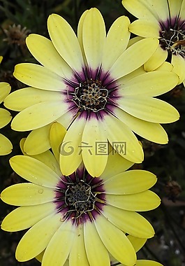 非洲雛菊,花,黃色