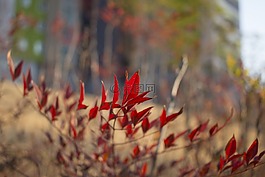 木材,3 月,紅色