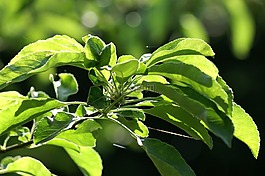 綠色,葉,樹