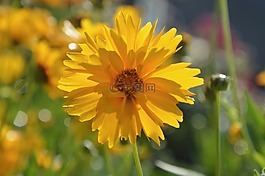 花,黃色的花,性質