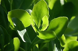 綠色,葉,樹